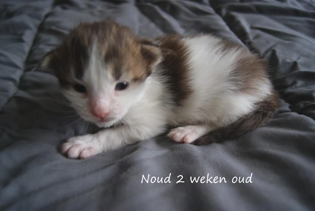 Noud